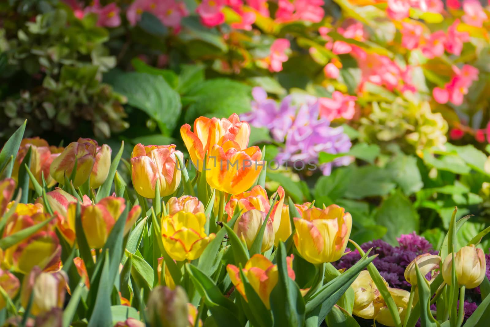 Tulip. Beautiful bouquet of tulips. colorful tulips. by teerawit