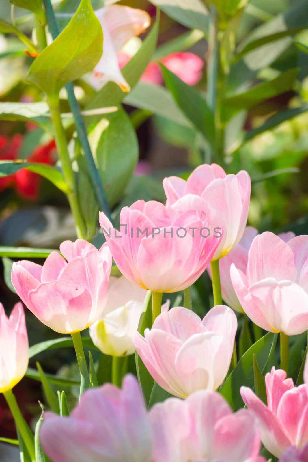 Tulip. Beautiful bouquet of tulips. colorful tulips. tulips in spring,colourful tulip