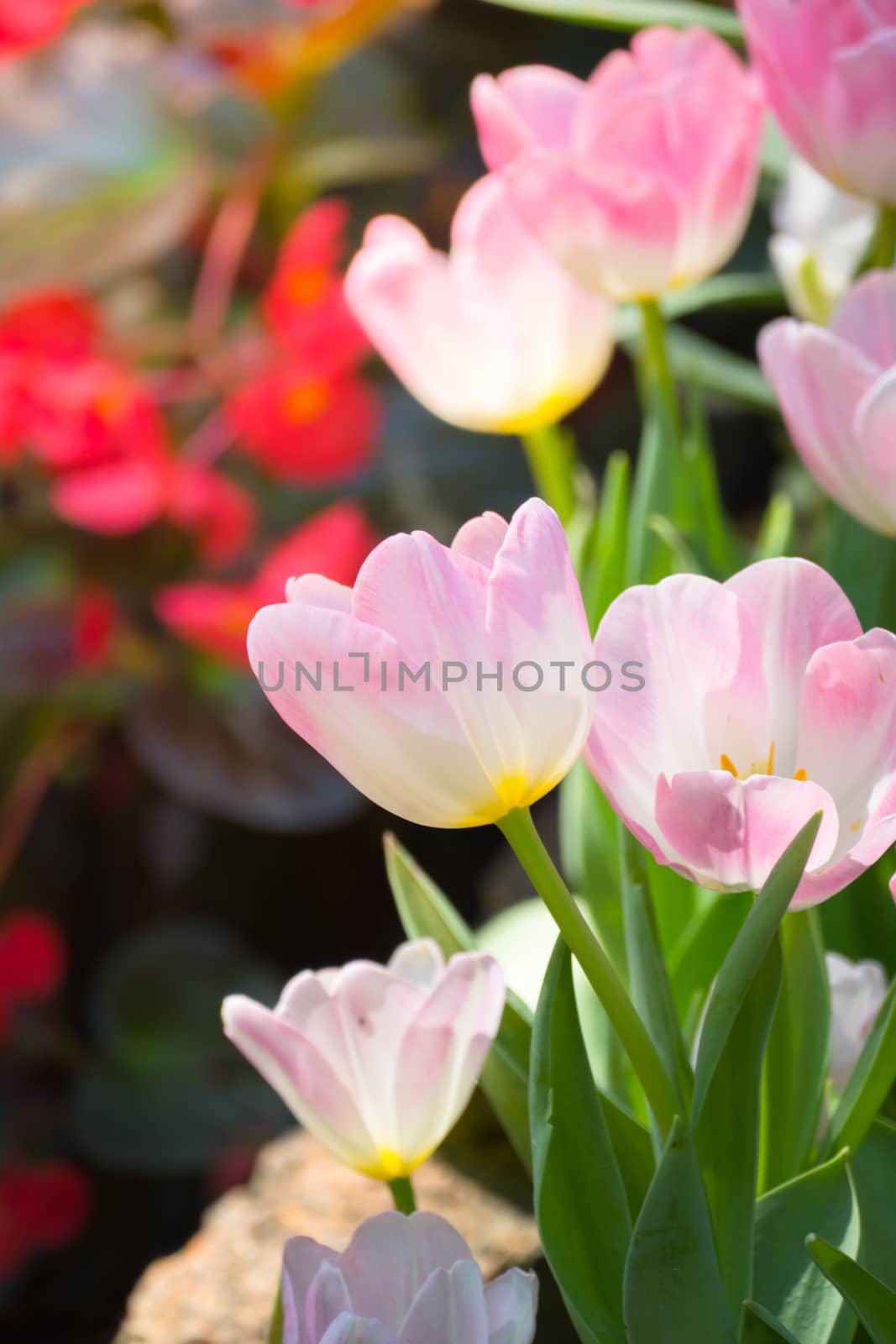 Tulip. Beautiful bouquet of tulips. colorful tulips. by teerawit