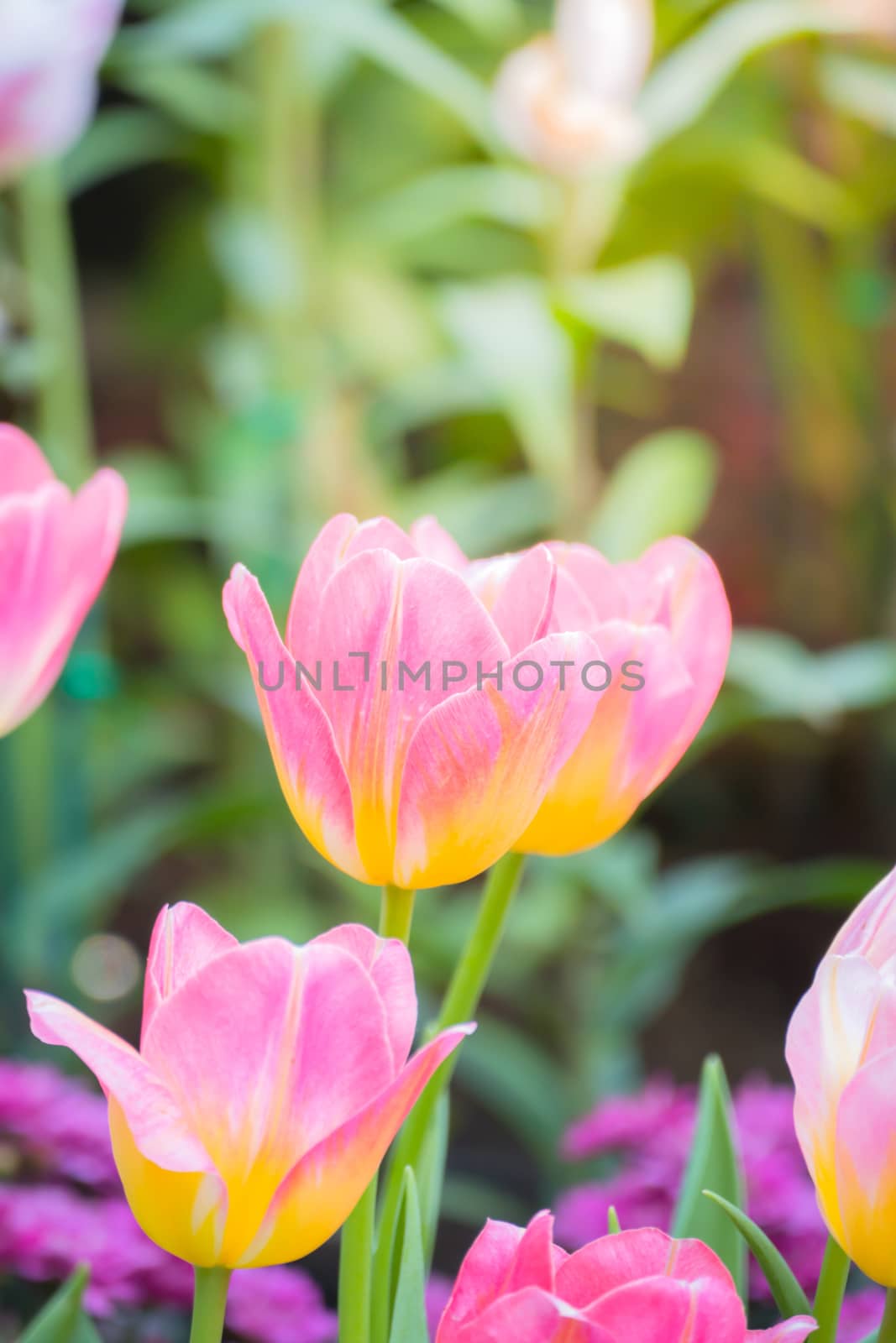 Tulip. Beautiful bouquet of tulips. colorful tulips. by teerawit