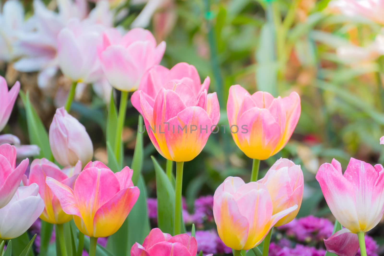 Tulip. Beautiful bouquet of tulips. colorful tulips. by teerawit