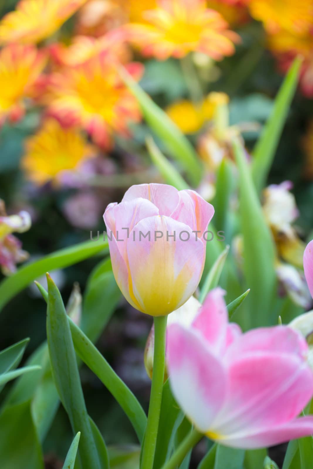 Tulip. Beautiful bouquet of tulips. colorful tulips. by teerawit