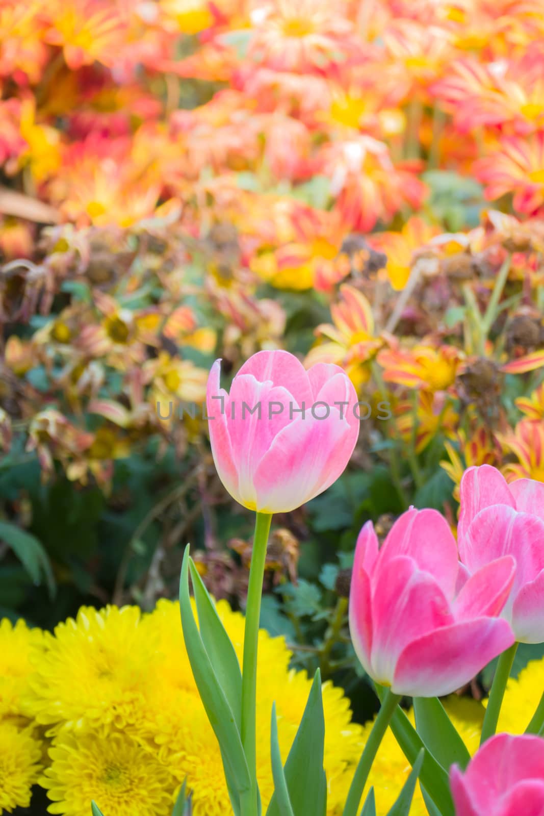 Tulip. Beautiful bouquet of tulips. colorful tulips. by teerawit