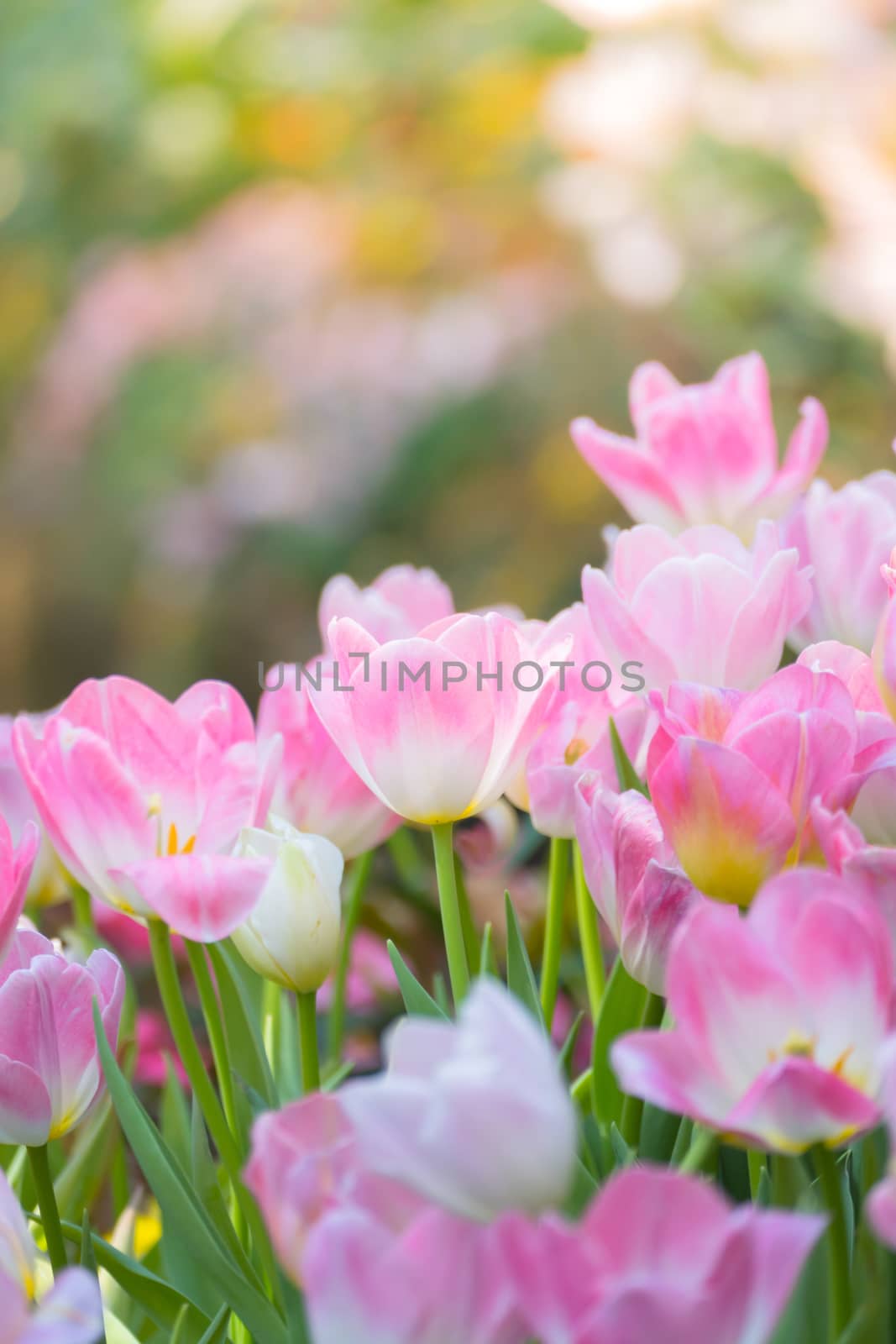 Tulip. Beautiful bouquet of tulips. colorful tulips. by teerawit