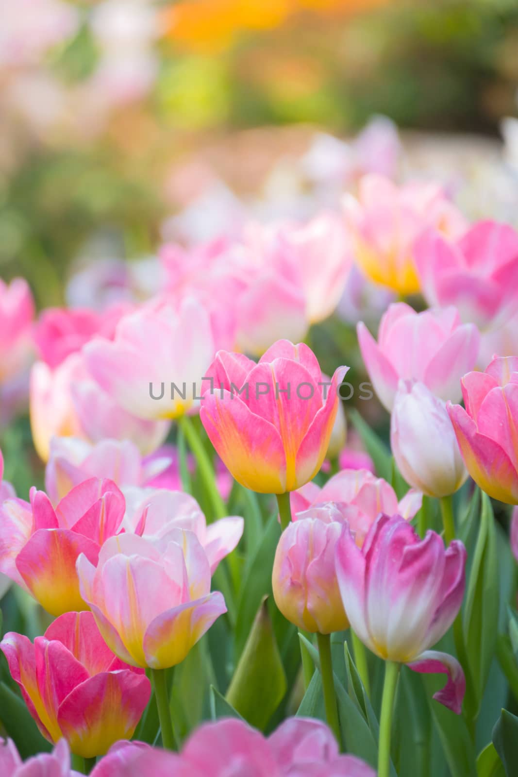 Tulip. Beautiful bouquet of tulips. colorful tulips. by teerawit