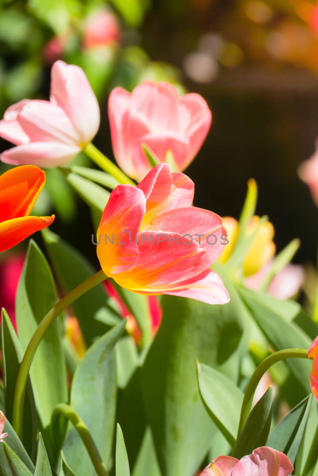 Tulip. Beautiful bouquet of tulips. colorful tulips. by teerawit