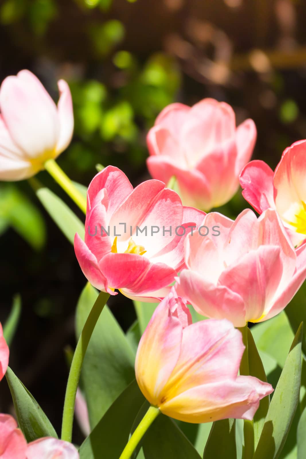 Tulip. Beautiful bouquet of tulips. colorful tulips. tulips in spring,colourful tulip