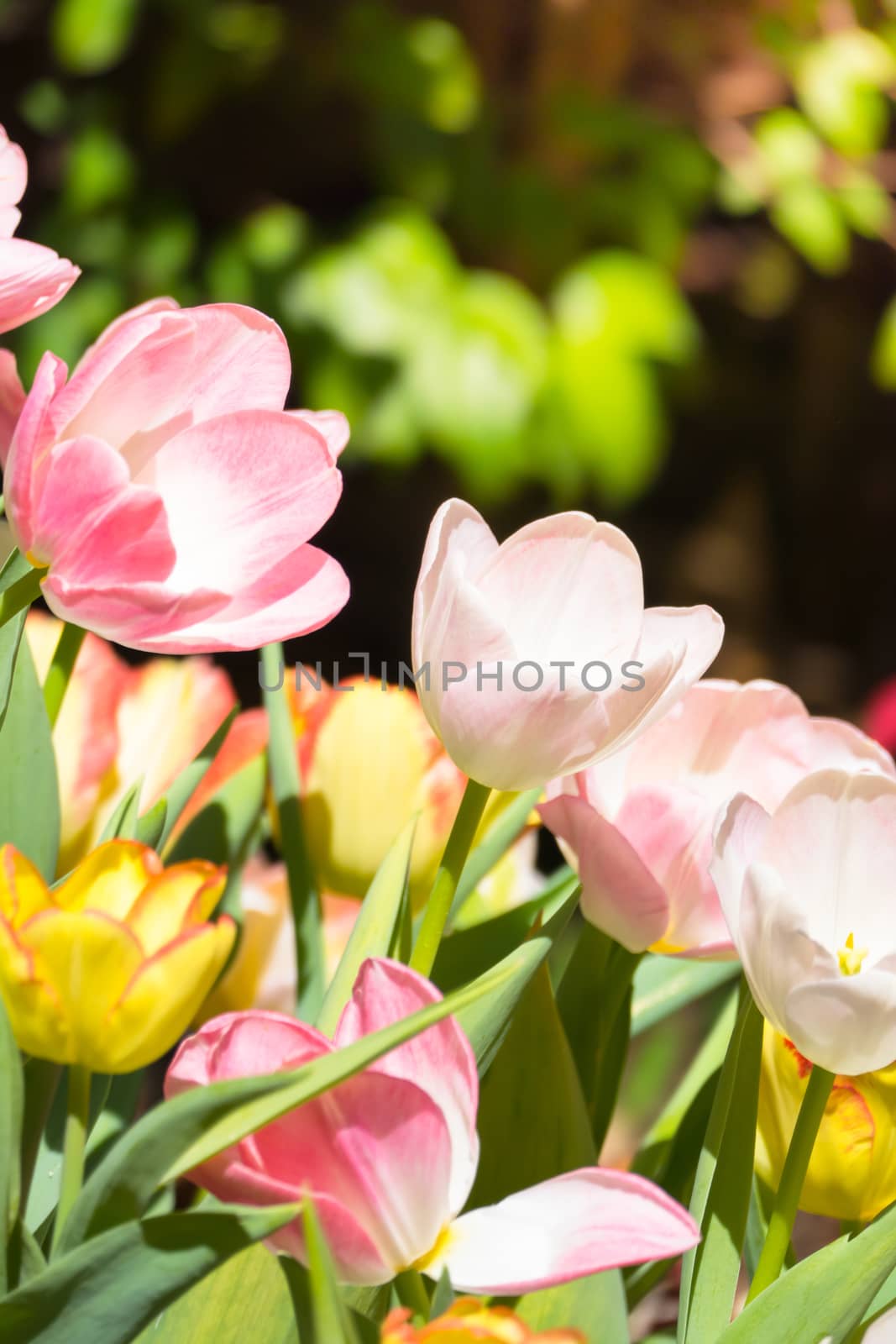 Tulip. Beautiful bouquet of tulips. colorful tulips. by teerawit