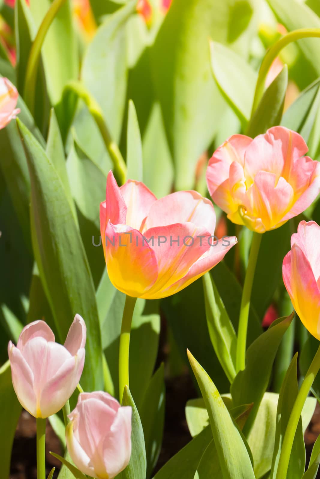 Tulip. Beautiful bouquet of tulips. colorful tulips. by teerawit