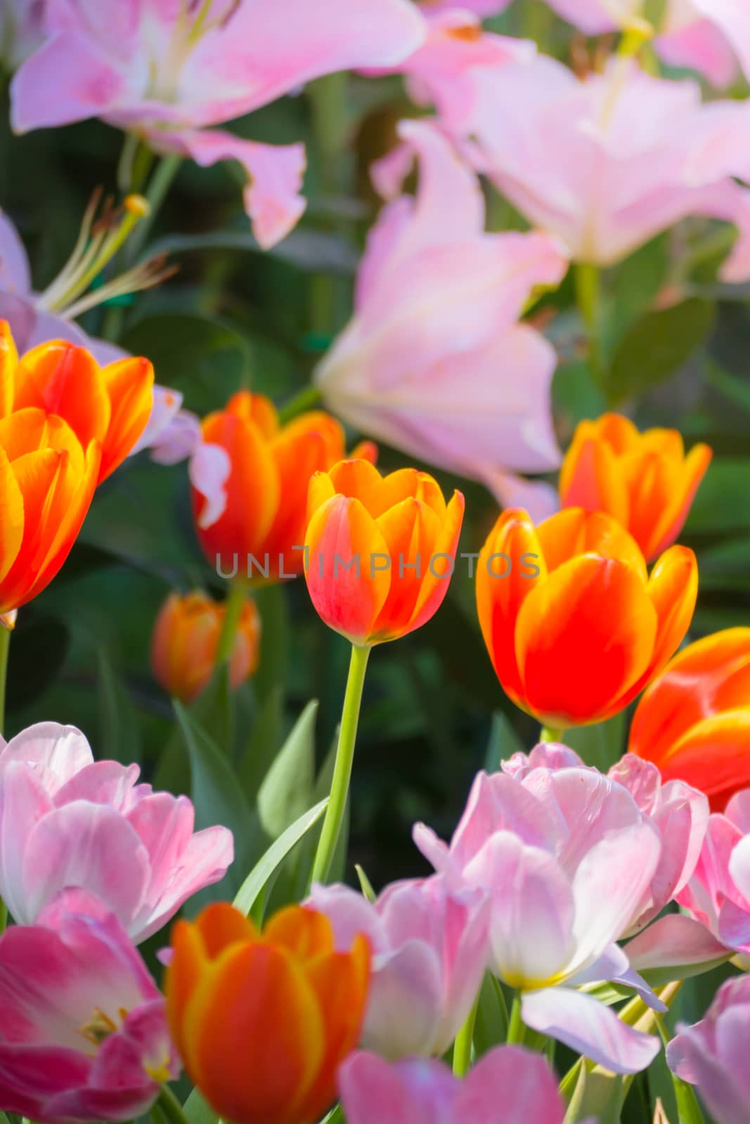 Tulip. Beautiful bouquet of tulips. colorful tulips. by teerawit