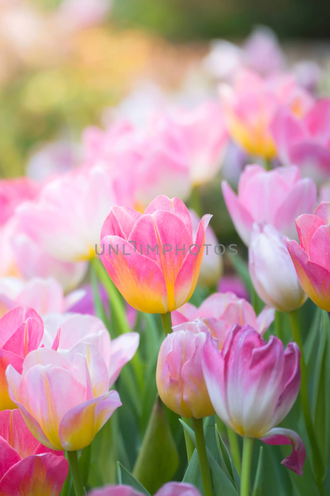 Tulip. Beautiful bouquet of tulips. colorful tulips. tulips in spring,colourful tulip