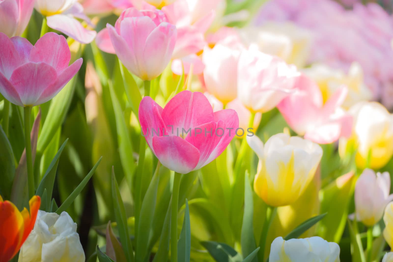 Tulip. Beautiful bouquet of tulips. colorful tulips. by teerawit