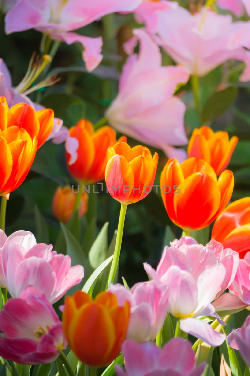 Tulip. Beautiful bouquet of tulips. colorful tulips. by teerawit