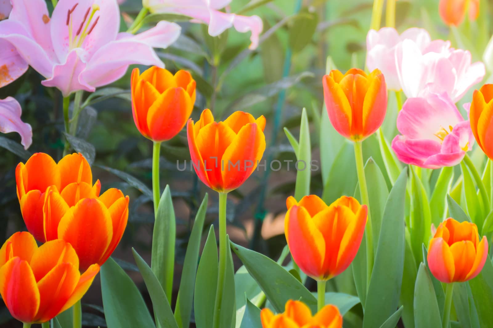 Tulip. Beautiful bouquet of tulips. colorful tulips. by teerawit