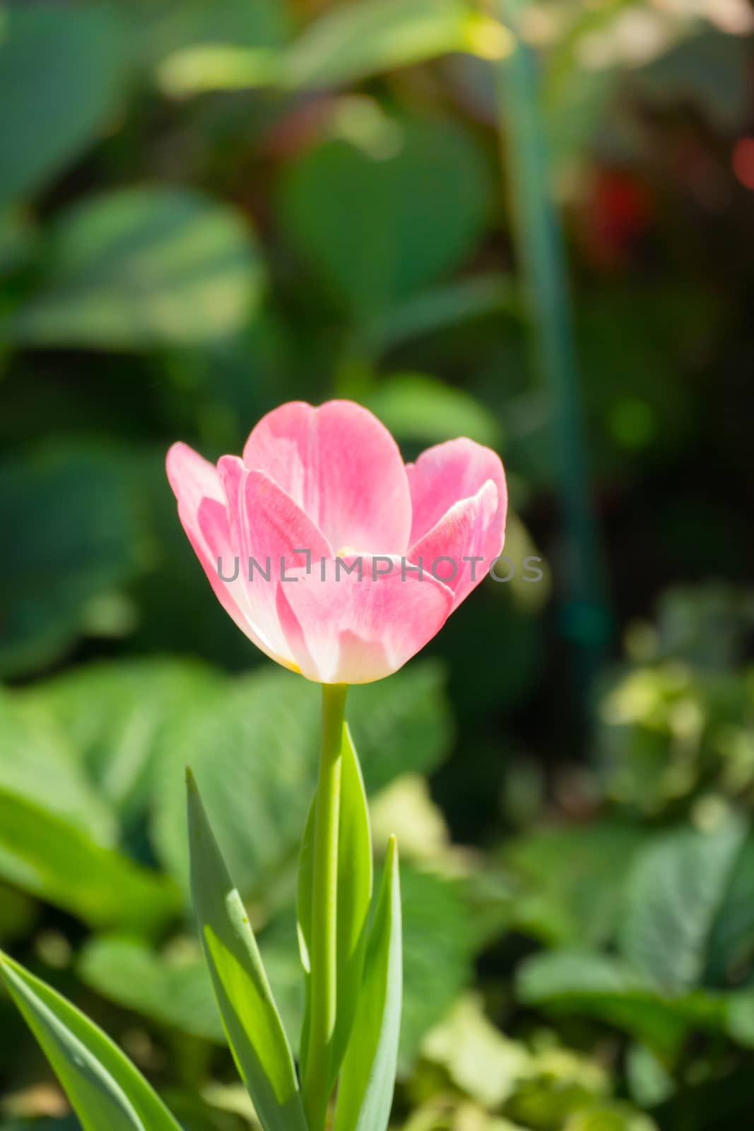 Tulip. Beautiful bouquet of tulips. colorful tulips. by teerawit