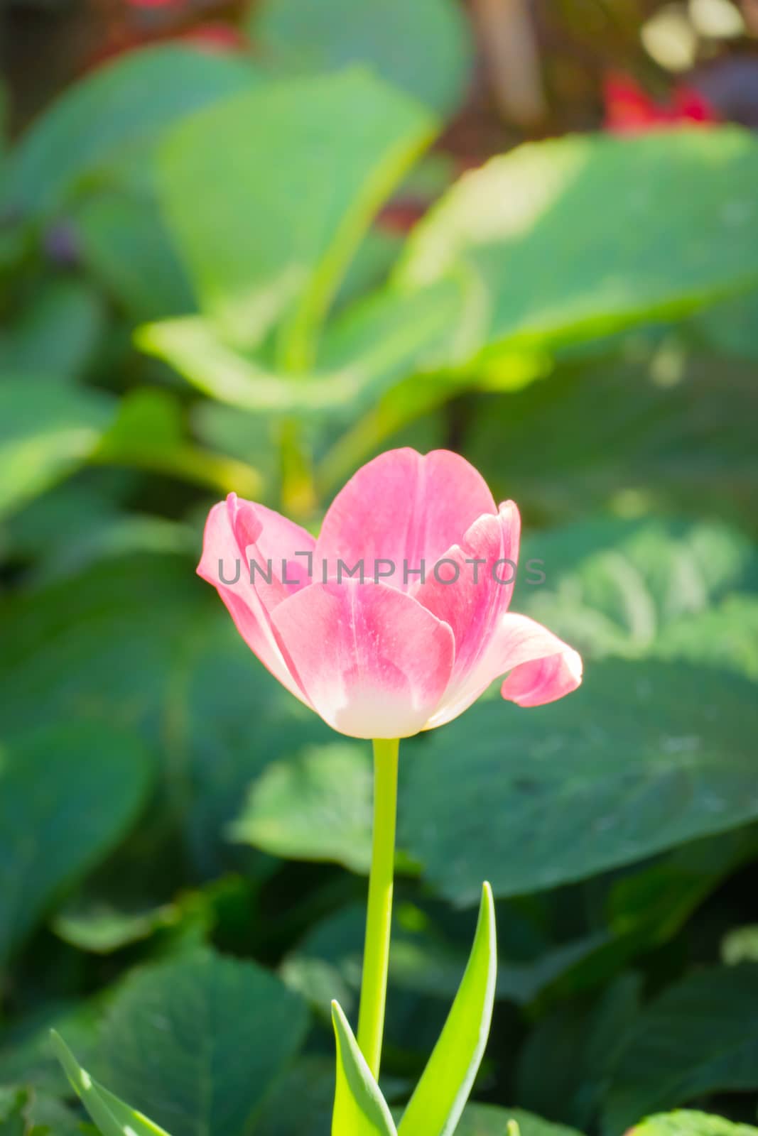 Tulip. Beautiful bouquet of tulips. colorful tulips. tulips in spring,colourful tulip