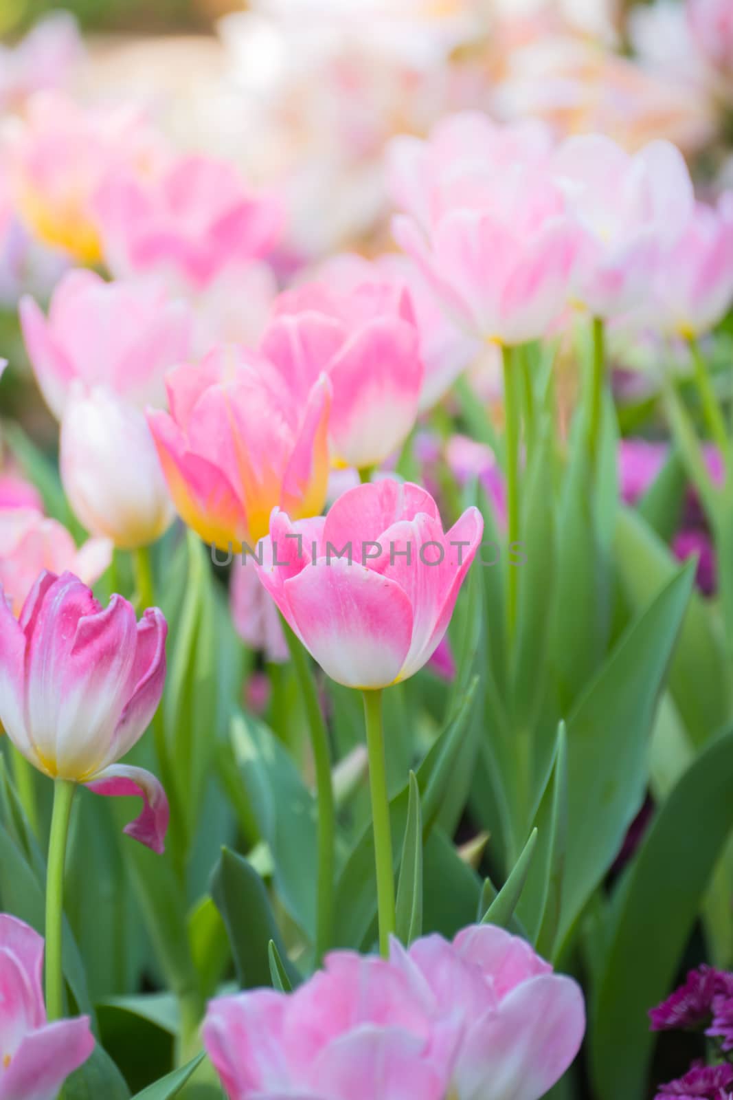 Tulip. Beautiful bouquet of tulips. colorful tulips. by teerawit