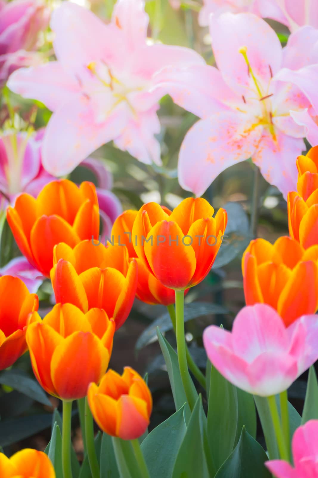 Tulip. Beautiful bouquet of tulips. colorful tulips. by teerawit