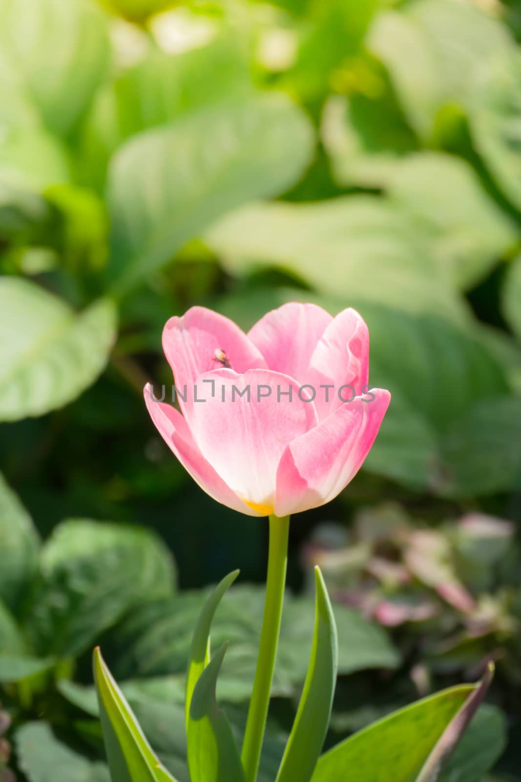 Tulip. Beautiful bouquet of tulips. colorful tulips. tulips in spring,colourful tulip