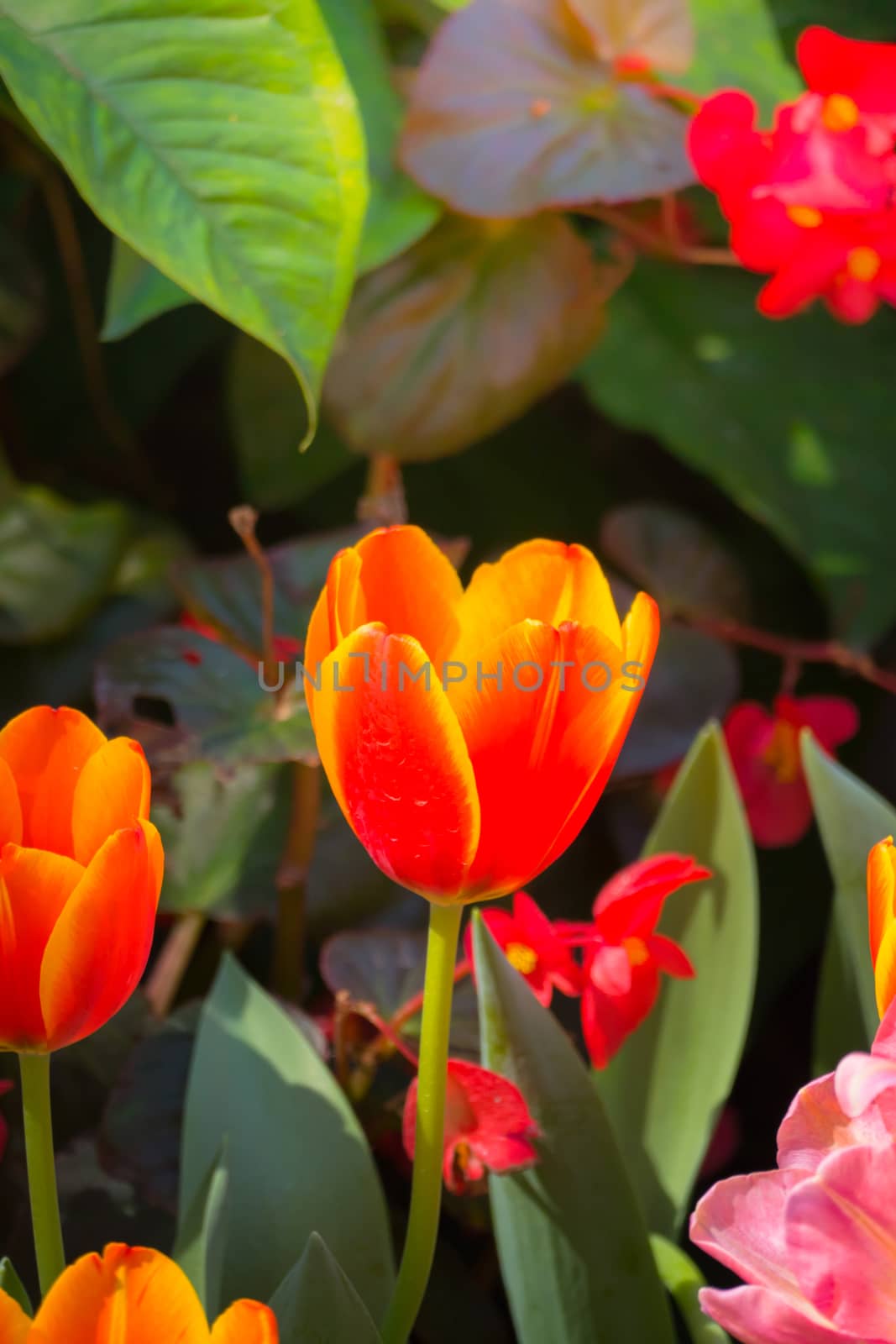 Tulip. Beautiful bouquet of tulips. colorful tulips. by teerawit