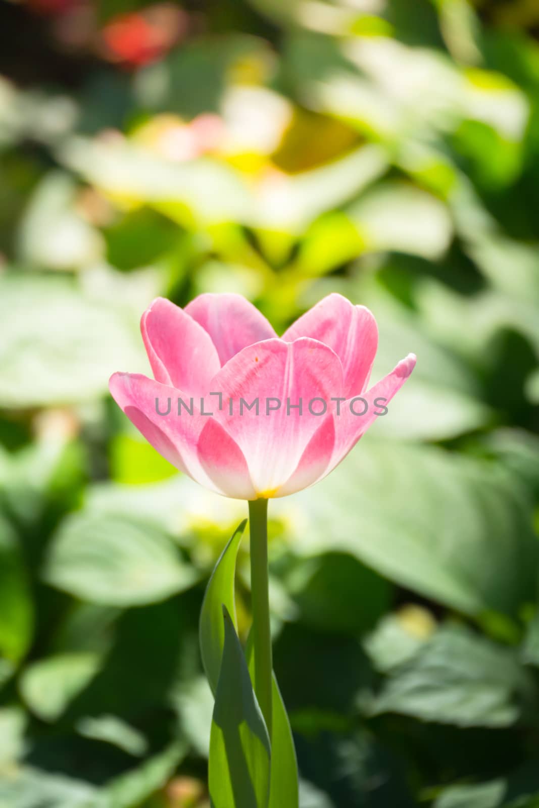 Tulip. Beautiful bouquet of tulips. colorful tulips. by teerawit