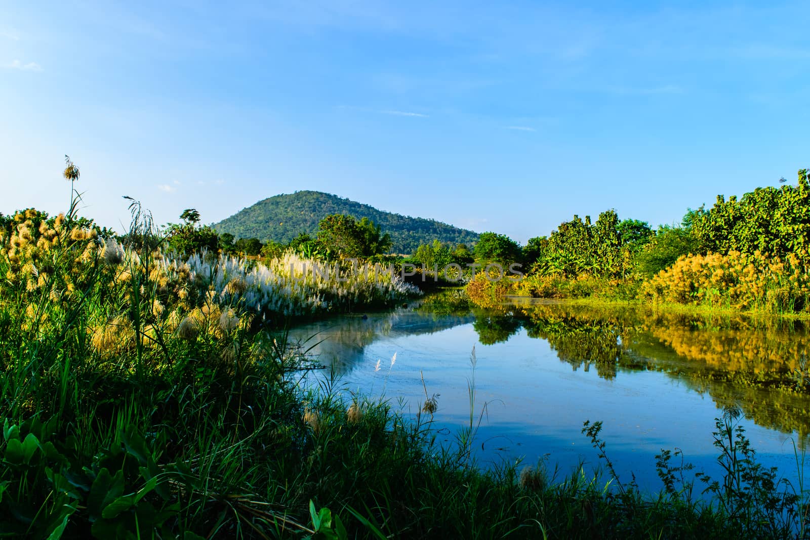 canal surrounded by reeds and trees mountain