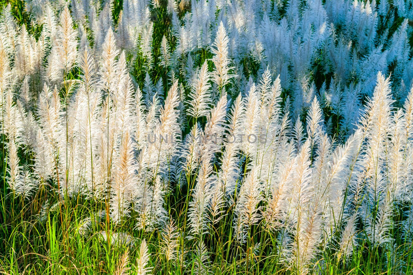 Reed grass along the canal in Thailand