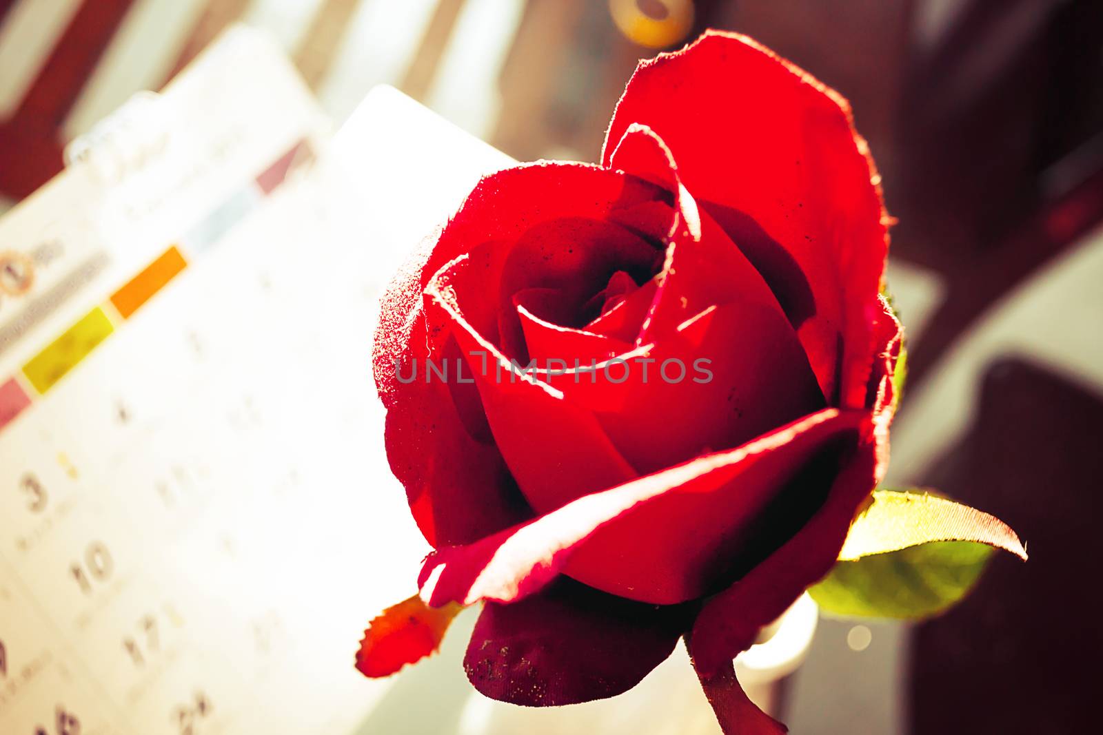 Red roses flower with calendar by apichart