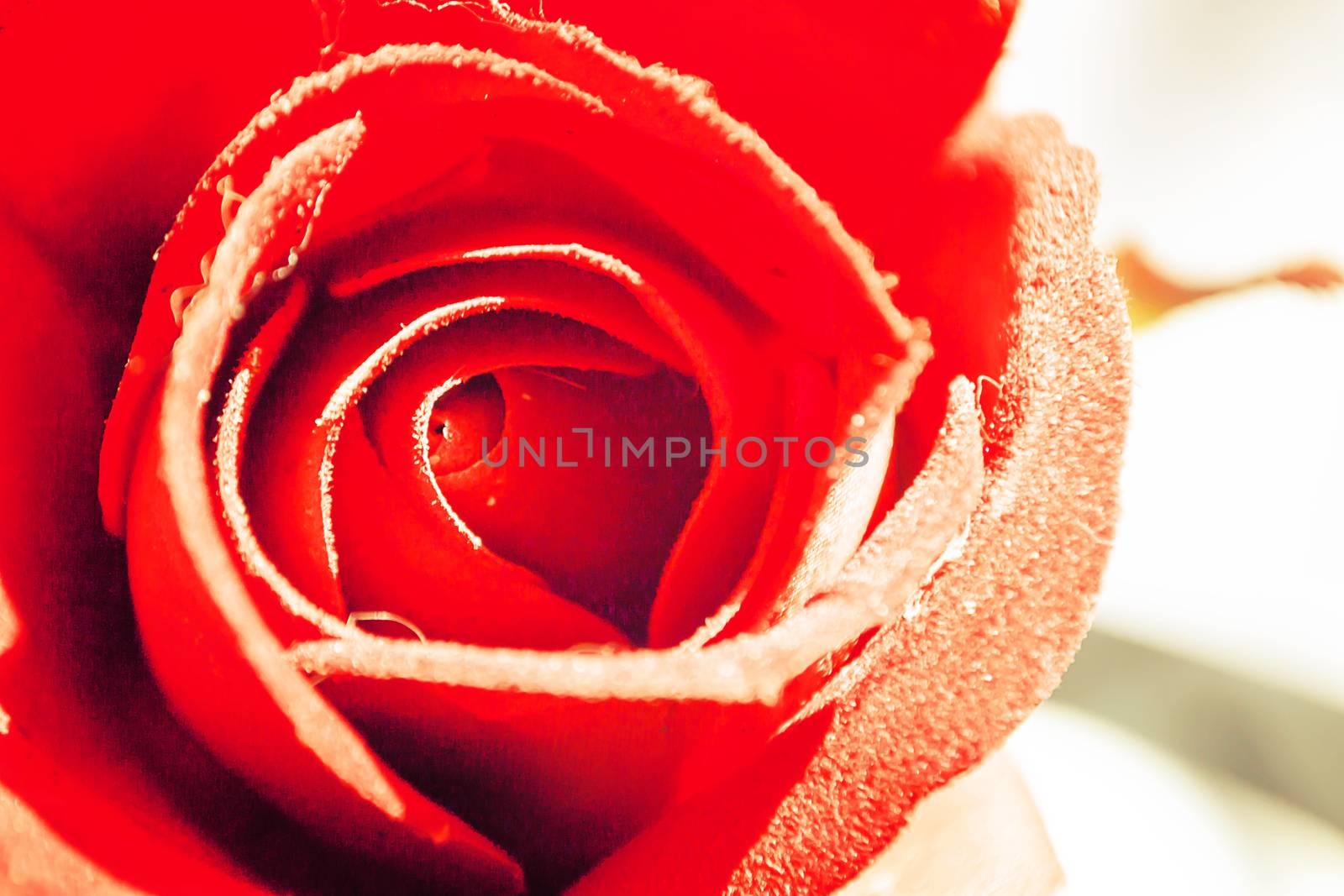 false red rose flower by apichart