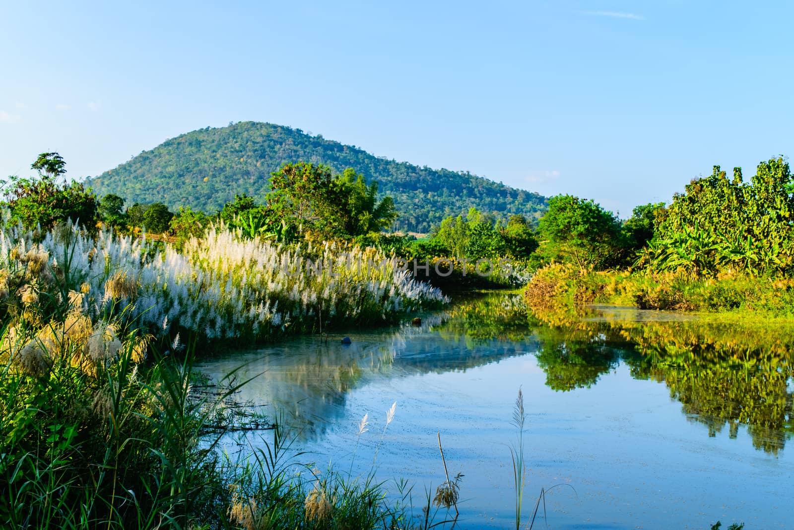 Reed grass along the canal by naramit