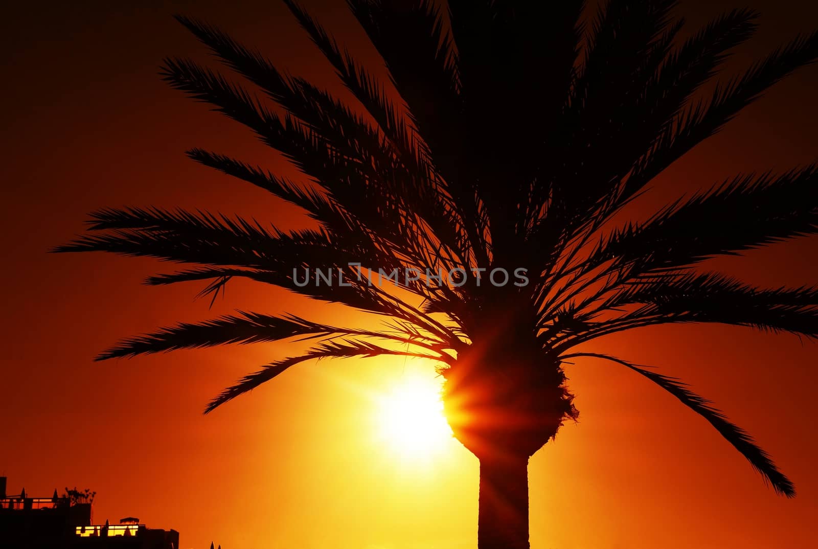 Palm tree silhouette at sunset.