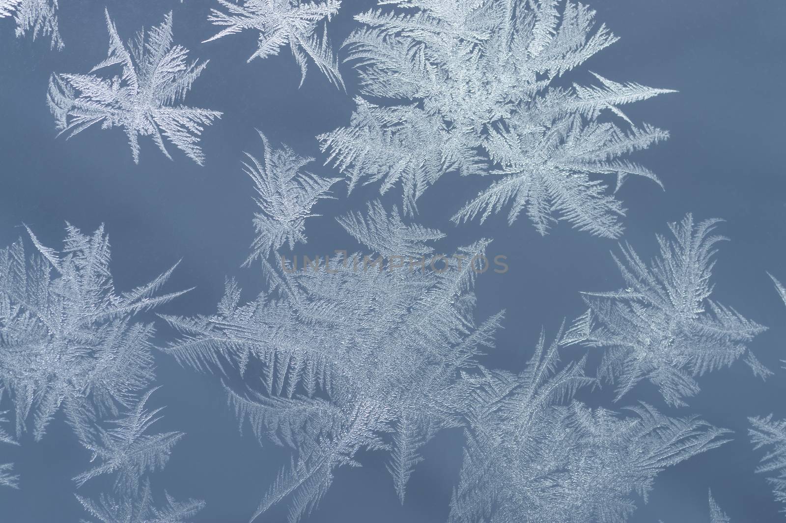 frozen white snowflakes on glass close-up shot of winter