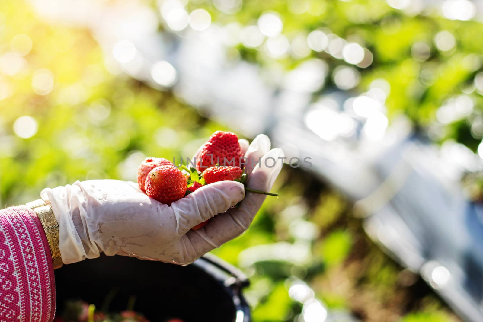 Strawberry fresh on hand from the field. by start08