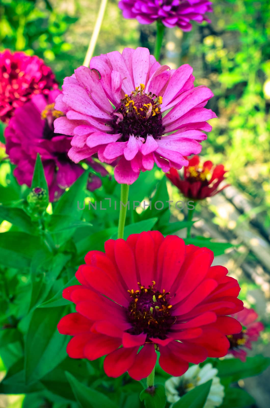 Zinnia elegans few flowers in a garden at summer