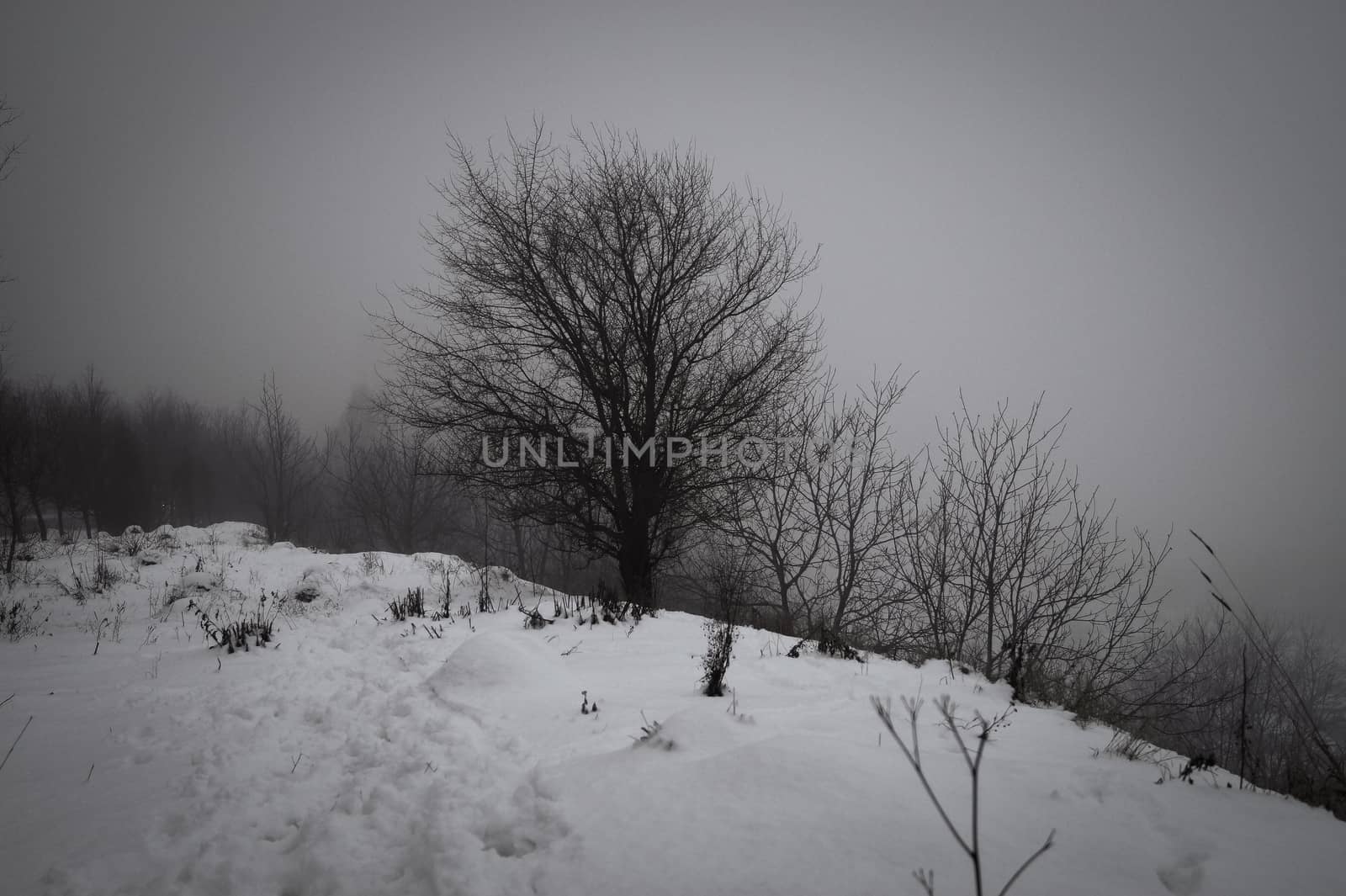 lonely tree on the hill on a foggy day in winter, retro vintage by Oleczka11