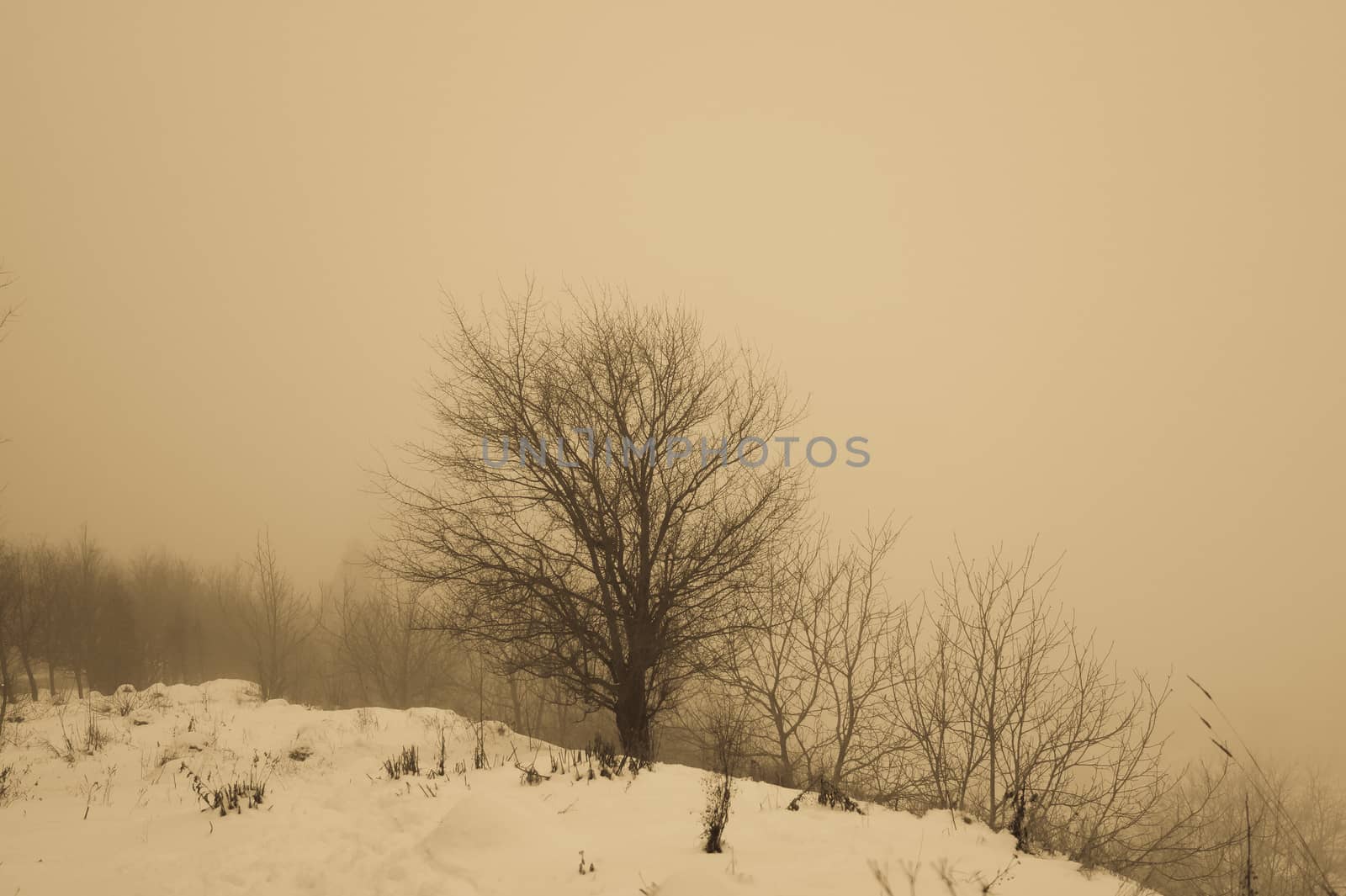 lonely tree on a foggy day in winter, retro vintage