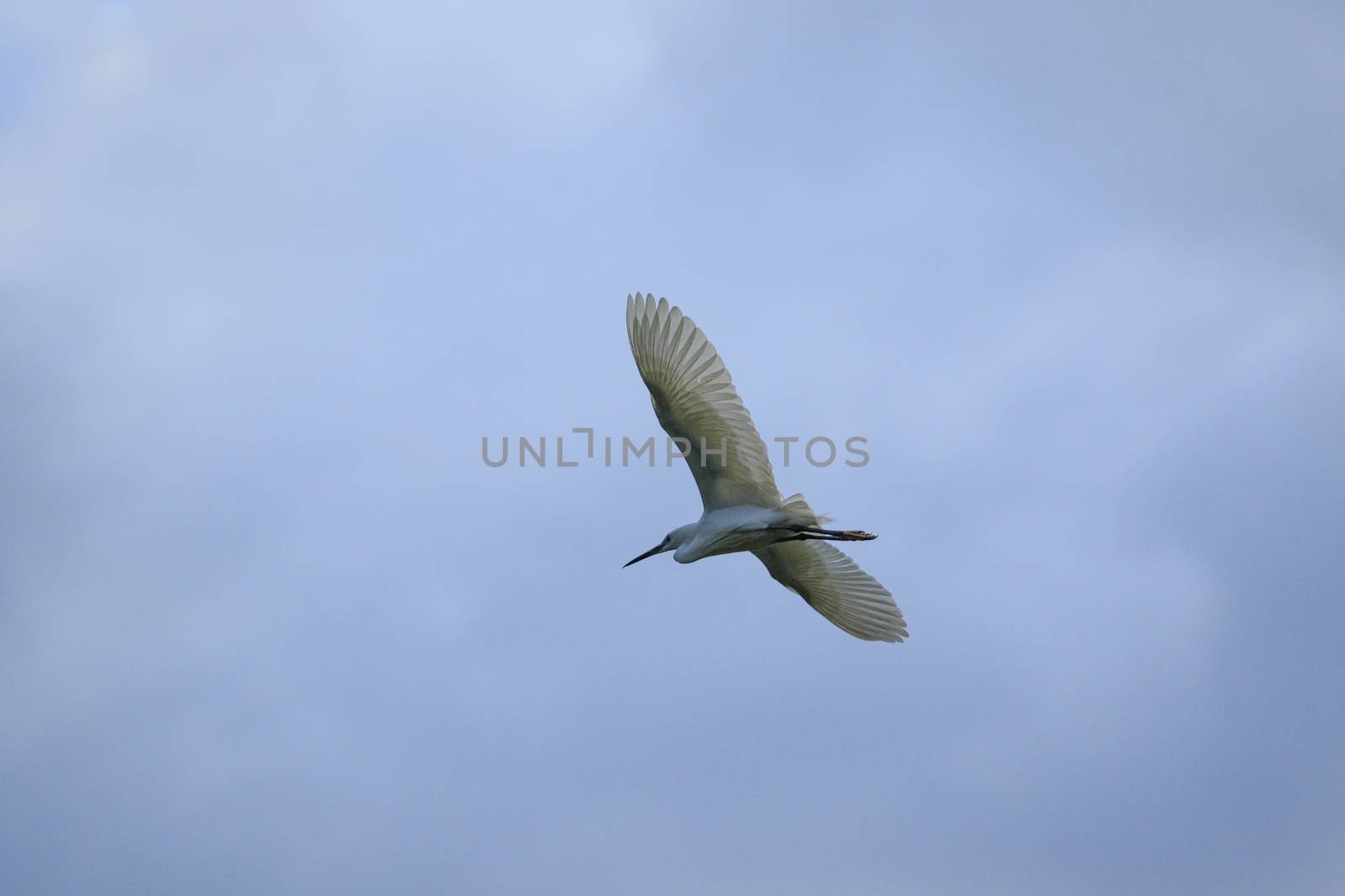 little egret bird flying against blue sky by khunaspix