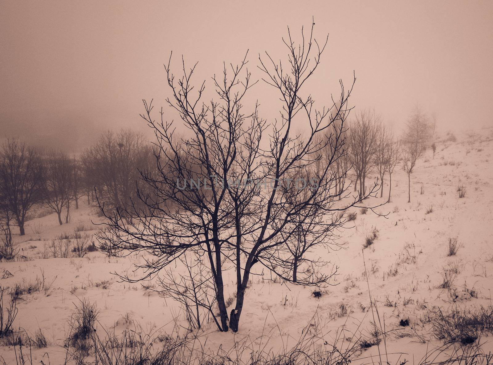 lonely tree on a foggy day in winter, retro by Oleczka11