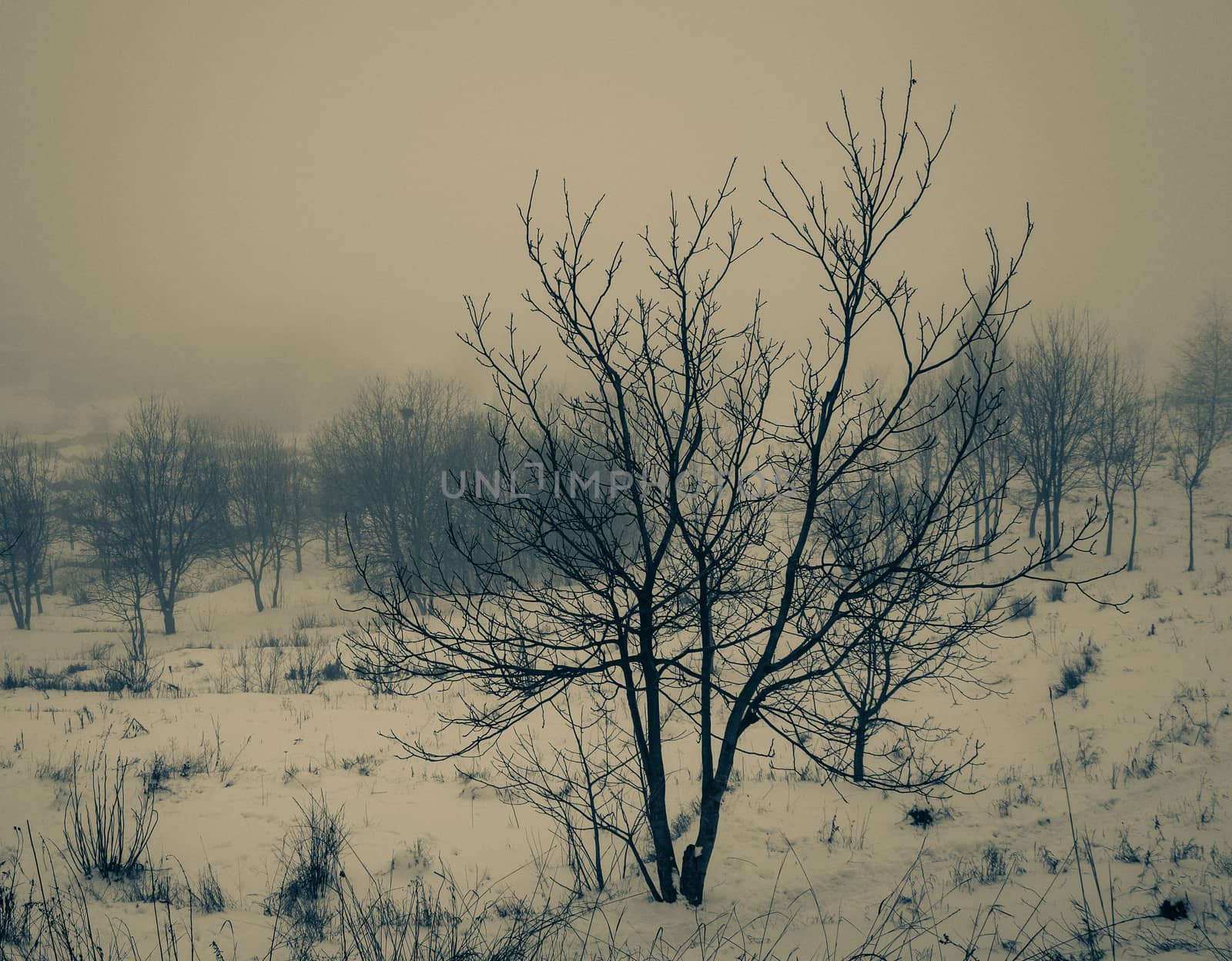 tree on a foggy day in winter, retro vintage by Oleczka11