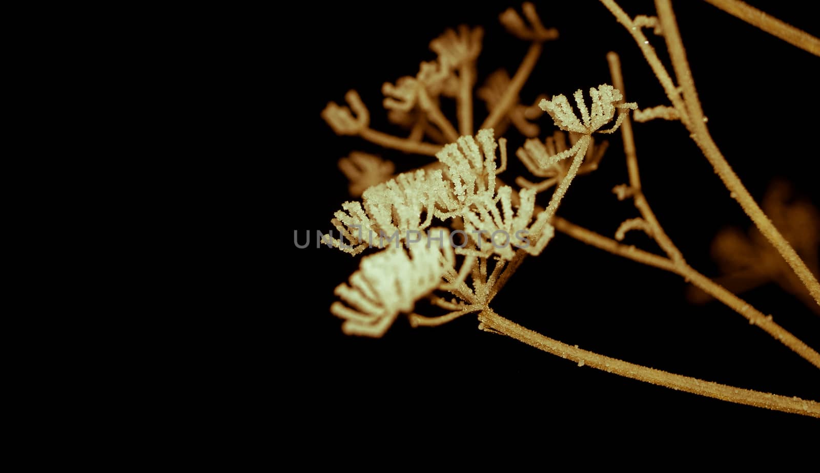 plants covered with frost in winter, nature retro