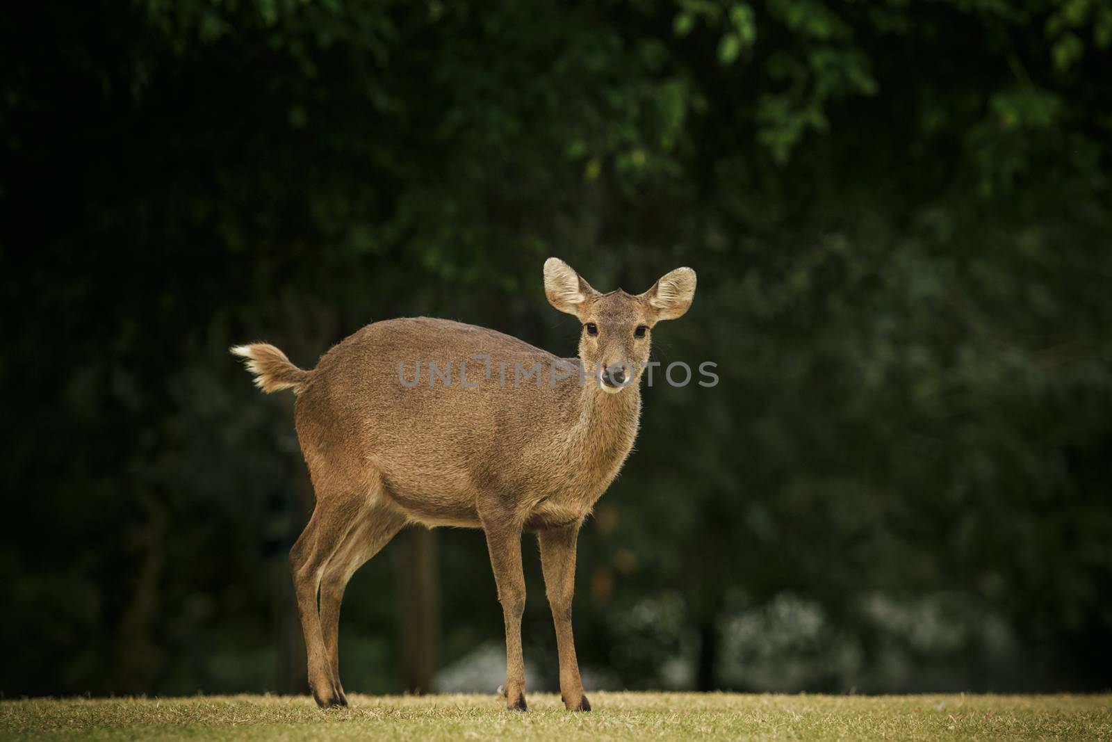 wild male eld's deer, thamin, brow-antlered deer in field by khunaspix