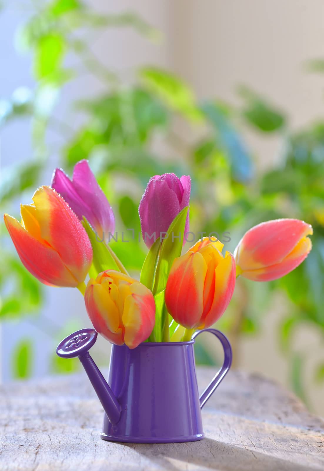 Fresh tulips in sprinkler garden on old wooden table