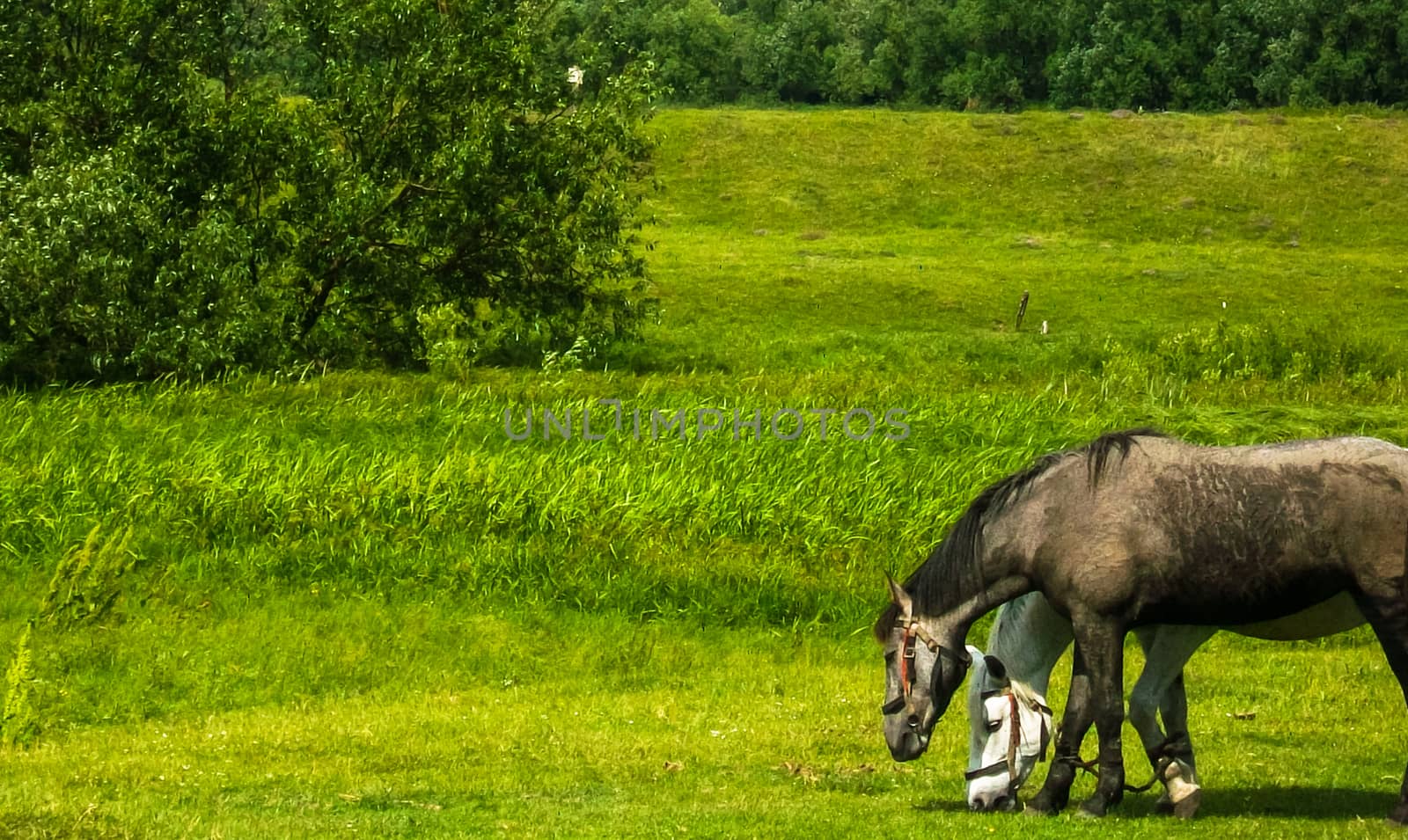 horses grazing in field in rural landscape by Oleczka11