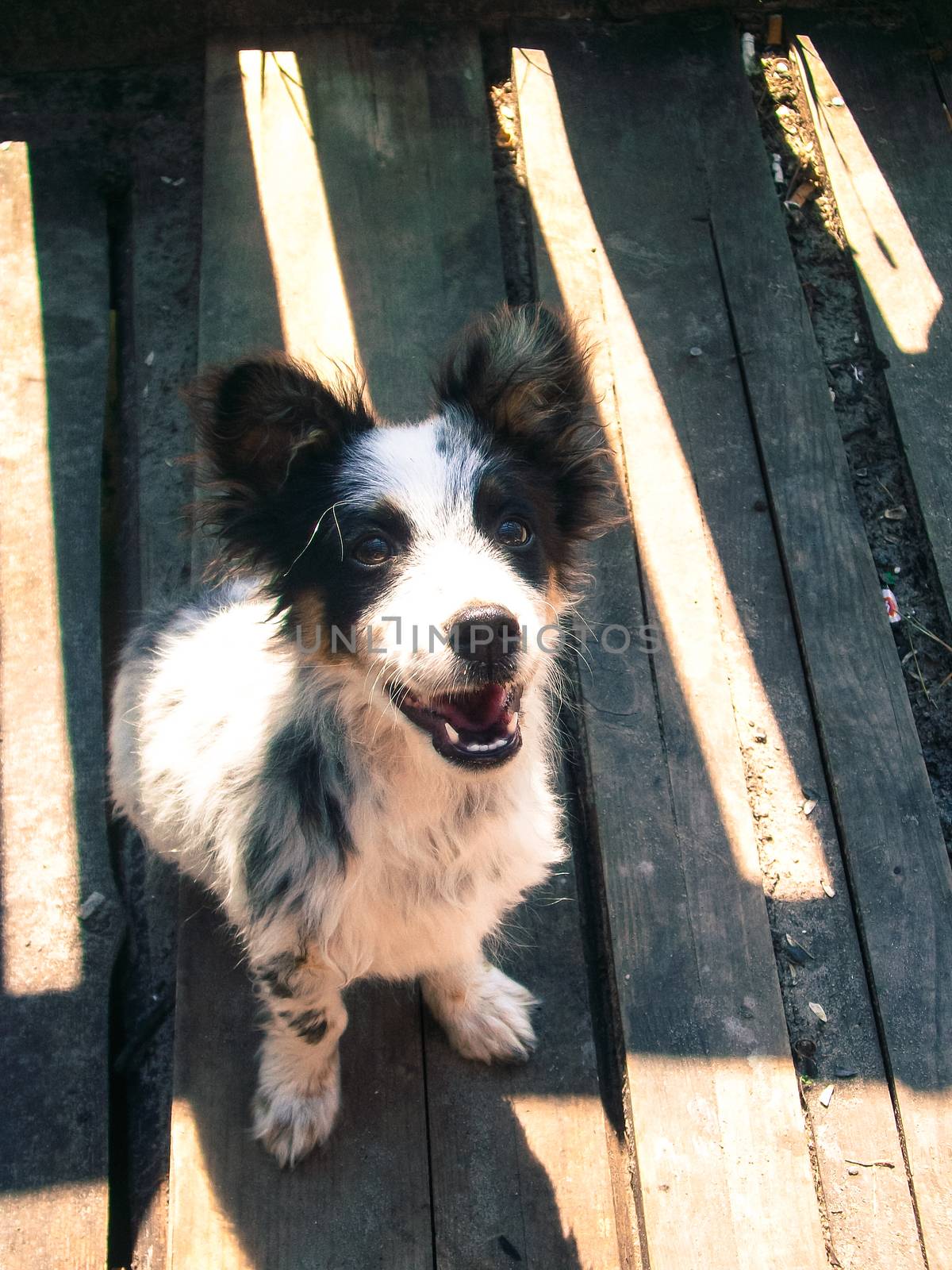 a small dog sits with an open face in the sun