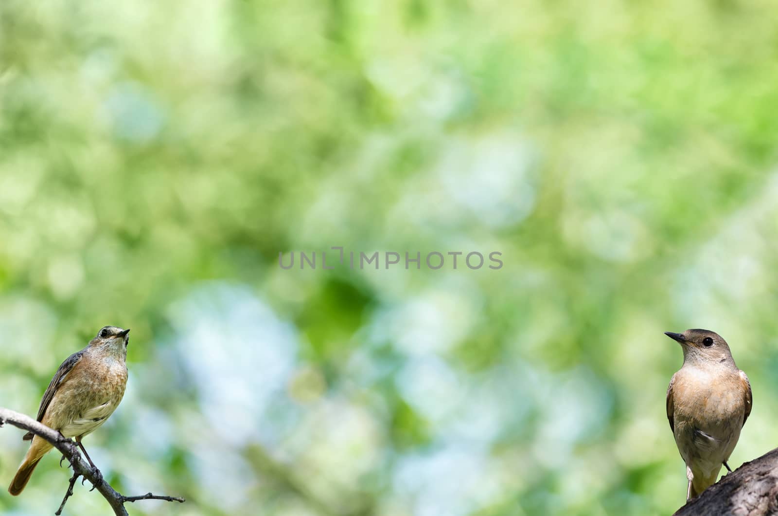 Spring nature background with two birds a lot of space for text. Selective focus. by Gaina