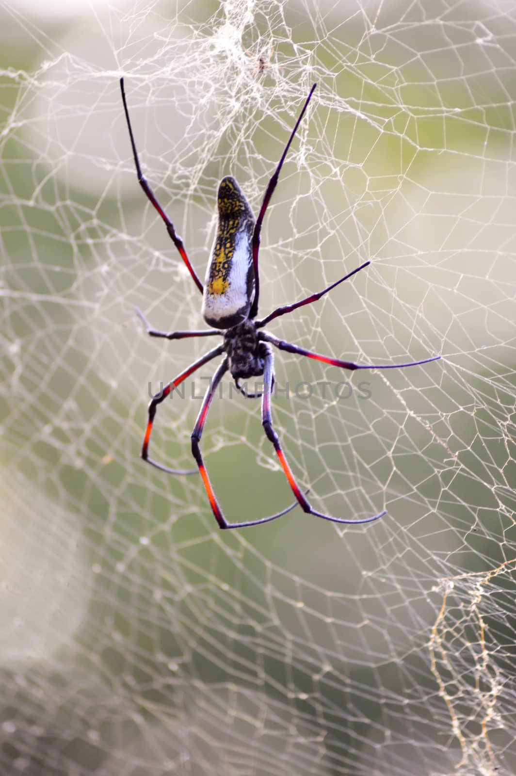 African spider the size of a hand stretched on its web