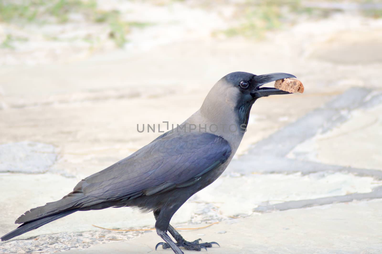 Black Crow laid on stone floor with by Philou1000