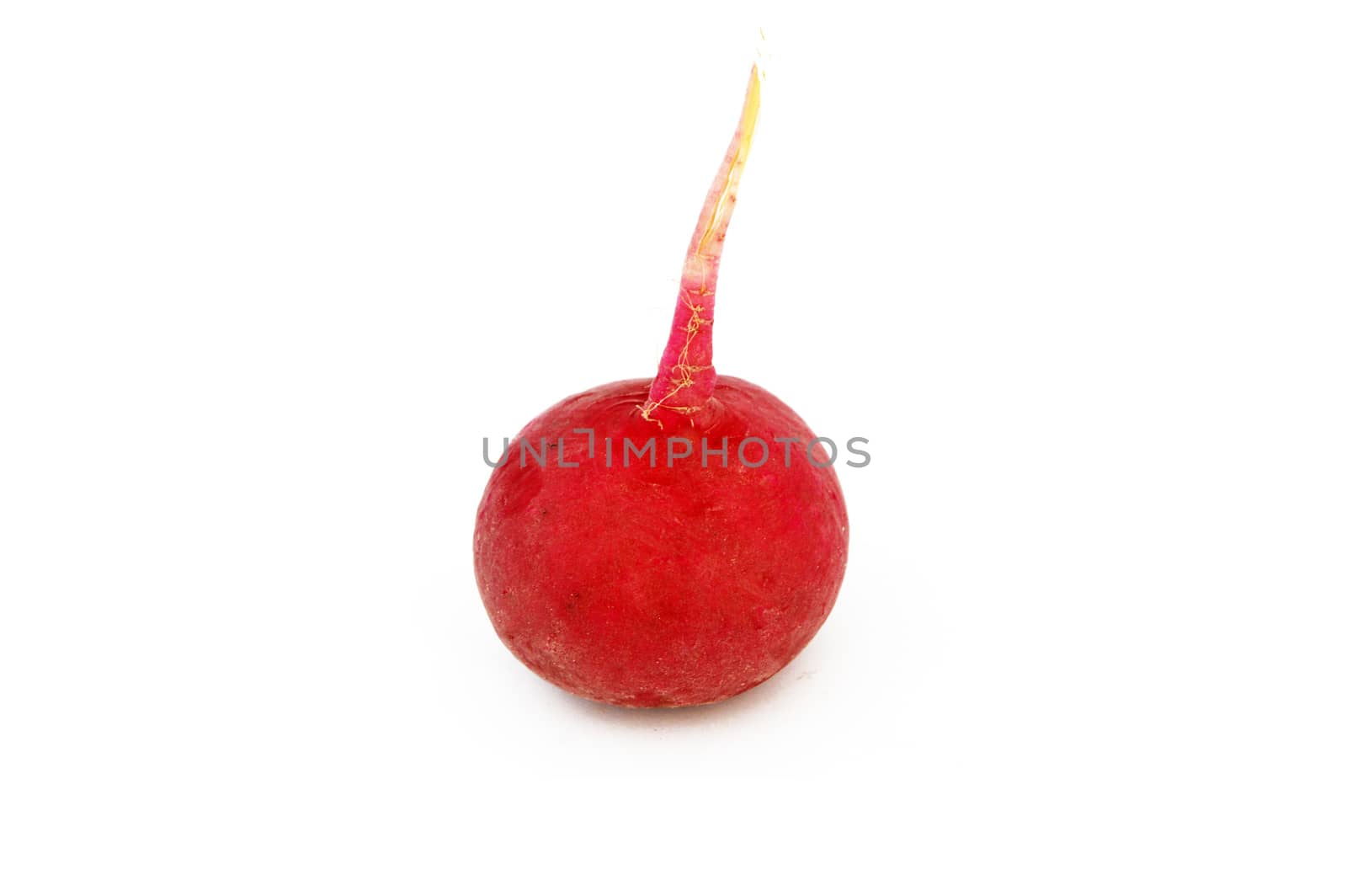 Suitable for food site advertisements radish, turnip, watermelon radish visual stock pictures