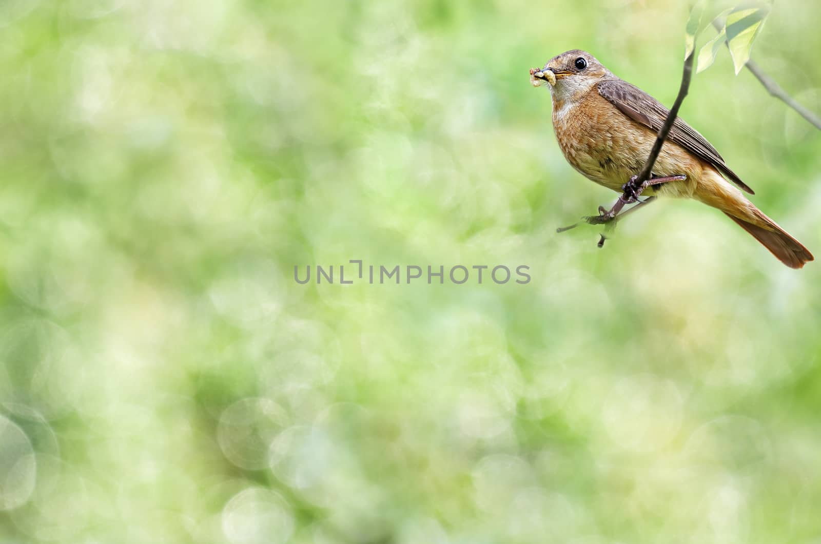 Summer natural background with a female Redstart bird sitting on a branch and holds insects in its beak. Bokeh and selective focus. Plenty of space for text.