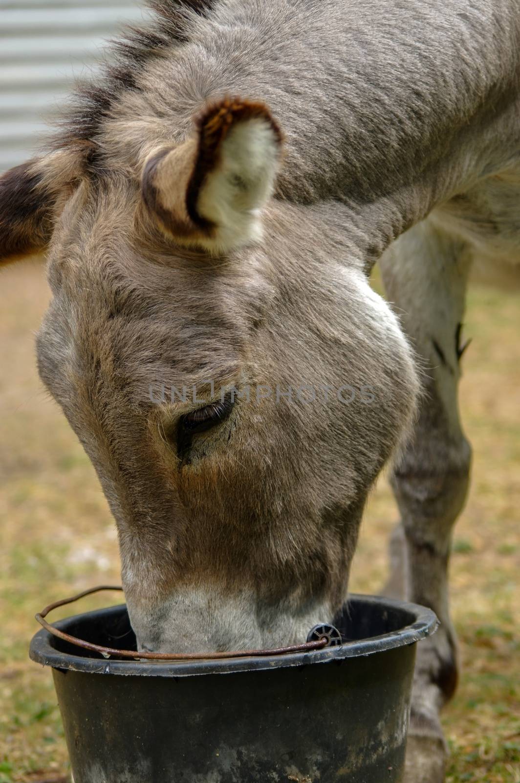 Donkey drinking water out of his trough